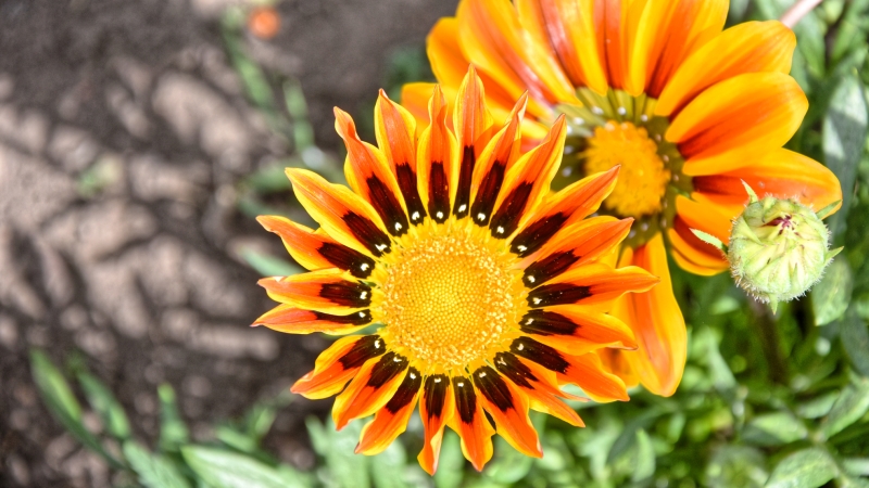 Wollaton Hall Walled Garden